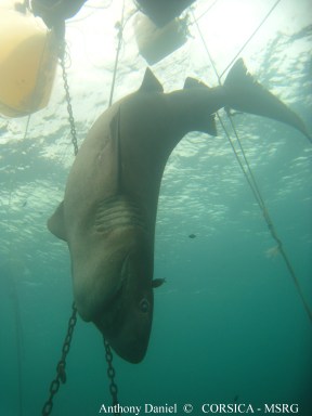 copyright : Anthony Daniel - MSRG