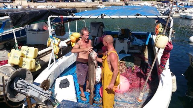 H. griseus juvénile Cargèse A. Marcucci 07 08 2014