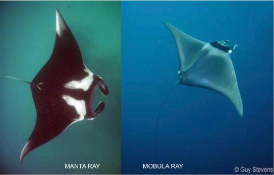 Manta vs Mobula