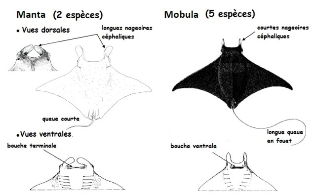Mobula vs Manta