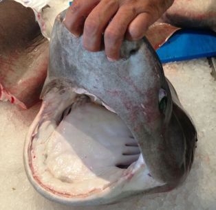 Requin griset, 14 08 2013 capo di feno photo Ghj. P.