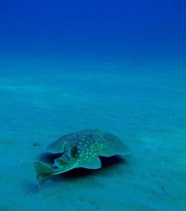 Ghisonaccia 08 août 2014 bis