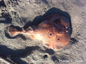 T torpedo 01 09 2013 Marana Audrey Frances 1