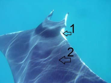 Marc Salvadori, Bastia, 16 juin 2012, rapala numbers