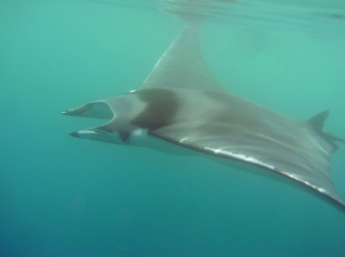 Marc Salvadori, Bastia, 16 juin 2012