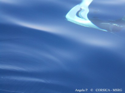 9 Août 2009 Bonifacio, Isola Piana, Angela P, 2