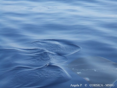 9 Août 2009 Bonifacio, Isola Piana, Angela P