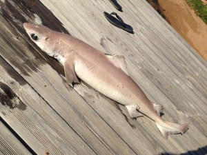 C. granulosus PV 30 08 2014