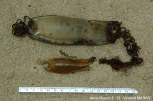 scyliorhinus_canicula-vm1