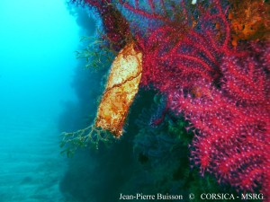 Calvi Grand tombant J-P Buisson Calvi 27 07 2013