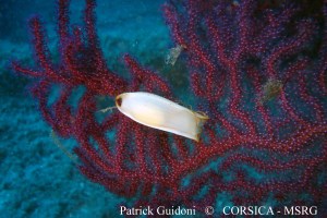 Calvi Roche de Raphael, 40 m Patrick Guidoni 1