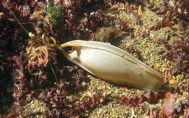 David Paoli, 16 avril 2013, Golo