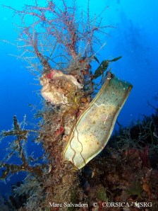 Marc, 12 octobre marquée