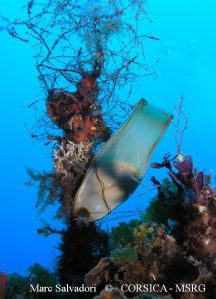 Marc, 22 juin b marquée