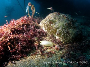 Stephan Le Gallais, 16 avril 2013 Golo 44m