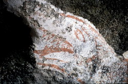 Chiesa Rupestre, squalo, detail