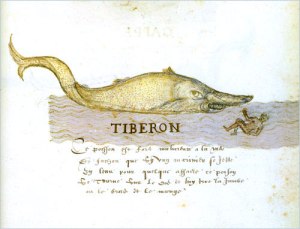 drk.tiberon