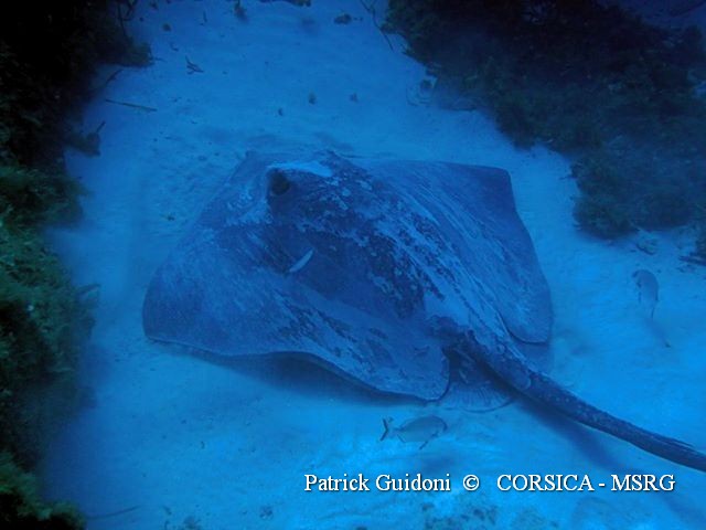 Dasyatis centroura La Revellata par Patrick et Thomas 25 06 2013