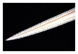 stingray_barb_web bis