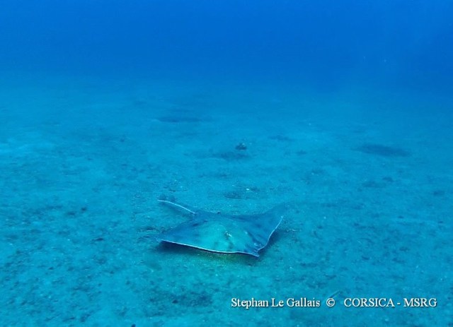 Raja asteria, Stephan Legallais 06 07 2013, santa Severa