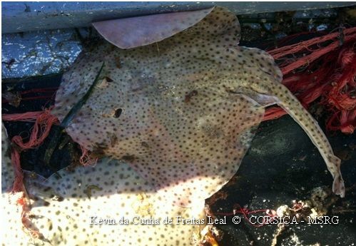 Raja brachyura, raie à queue courte Jean-Louis Silvestri AJA, 5 juillet 2013, photo Kevin