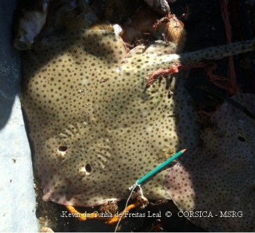 Raja brachyura, raie à queue courte Jean-Louis Silvestri AJA, 5 juillet 2013