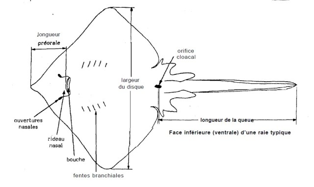 Rajidae, dénominations et mesures larg