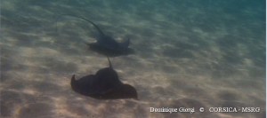 Campo d'ell oro 9 sept 2013 1 D Giorgi