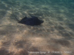 Campo d'ell oro  9 sept 2013 2 Dumè, marquée