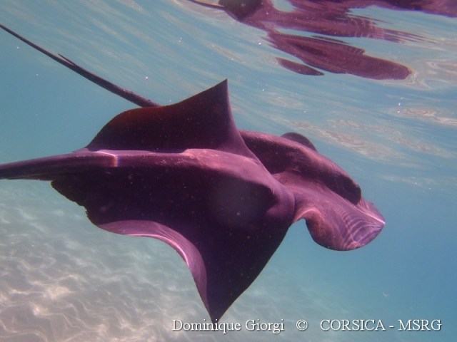 Campo d'ell oro  9 sept 2013 3 Dominique Giorgi marquée