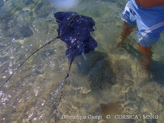 Campo d'ell oro  9 sept 2013 4 D Giorgi