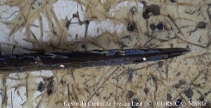 Raie pastenague violette (19 bis)  individu 1, A.Marcucci, cargèse, 28 07 2013