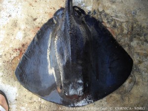 Raie pastenague violette individu 2, A.Marcucci, cargèse, 28 07 2013