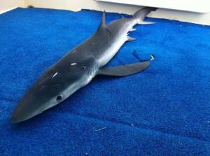 P. glauca Sanguinaires 22-06-2014