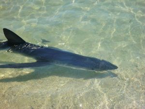P. glauca Calzarellu 23 07 2014 Photo Kevin Coeffe