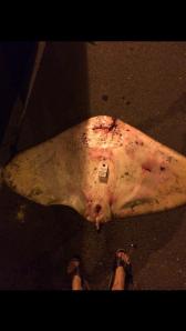 Gymnura altavela 3 Thomas Paracchini,