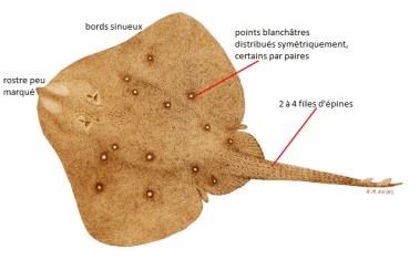 Leucoraja circularis