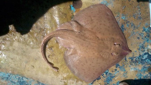 Raja asteria Marcucci 1