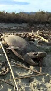 H. griseus Folleli, photo Thierry Guidoni