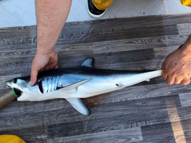 30072865_1684599521636765_7240930563593874061_o